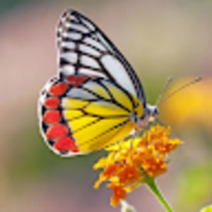 Meet your Posher, Blessed